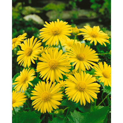 Doronicum orientale 'Leonardo Compact'  Co1L