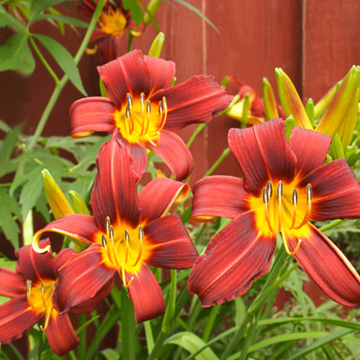 Ľaliovka – Hemerocallis ´Crimson Pirate´ Co14