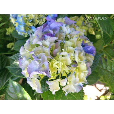 Hortenzia kalinolistá - Hydrangea macrophylla 'Early Blue'® P14