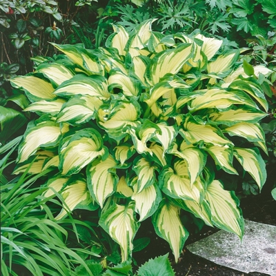 Funkia - Hosta MIX farieb Co1L  5/10