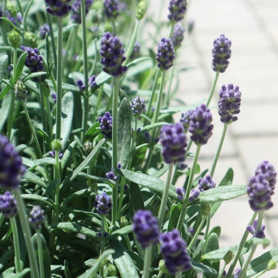 Levanduľa úzkolistá  - Lavandula angustifolia 'Ellagance Ice White'  P17