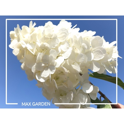Hortenzia metlinatá - Hydrangea paniculata &#039;Grandiflora&#039; - 40/50cm