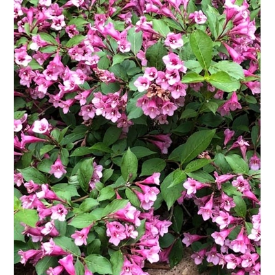 Vajgela kvetnatá - Weigela florida 'All Summer Peach' Co2,5L  20/30