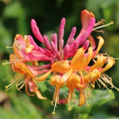 Zemolez -  Lonicera x heckrottii ‘Goldflame’  Co2L 60/80