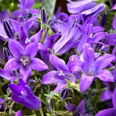 Campanula portenschlagiana &#039;Clockwise Deep Blue&#039;