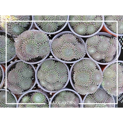 Skalná ruža - Sempervivum - Skalnica –  MIX 3ks v balení Co5,5