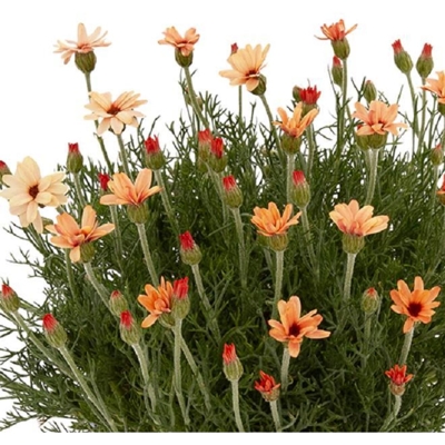 Rhodanthemum ´Zagora Yellow´
