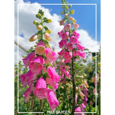 Náprstník purpurový - Digitalis purpurea Co1,5L