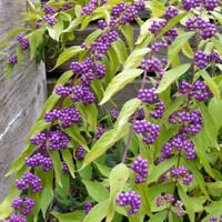 Krásnoplodka - Callicarpa dichotoma ´Issai´ Co2.5L 20/30