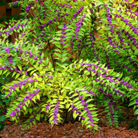 Krásnoplodka - Callicarpa dichotoma ´Issai´ Co2.5L 20/30