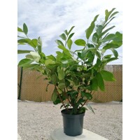 Vavrínovec lekársky (Okrúhlolistý) - Prunus laurocerasus Rotundifolia Co4L 80/100