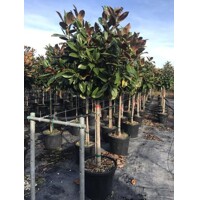 Magnólia veľkokvetá - Magnolia grandiflora ´Little Gem´ Co18L  1/2 kmeň