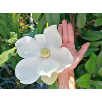 Magnólia veľkokvetá - Magnolia grandiflora ´Little Gem´ Co18L  1/2 kmeň