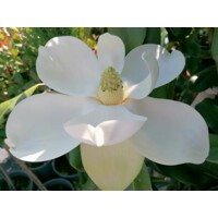 Magnólia veľkokvetá - Magnolia grandiflora ´Little Gem´ Co18L  1/2 kmeň