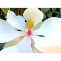 Magnólia veľkokvetá - Magnolia grandiflora ´Little Gem´ Co18L  1/2 kmeň
