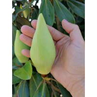 Magnólia veľkokvetá - Magnolia grandiflora ´Little Gem´ Co18L  1/2 kmeň