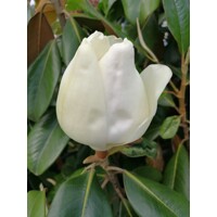 Magnólia veľkokvetá - Magnolia grandiflora ´Little Gem´ Co18L  1/2 kmeň