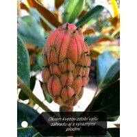 Magnólia veľkokvetá - Magnolia grandiflora ´Little Gem´ Co18L  1/2 kmeň