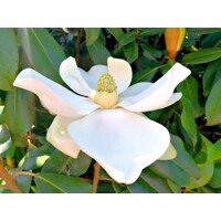 Magnólia veľkokvetá - Magnolia grandiflora ´Little Gem´ Co18L  1/2 kmeň
