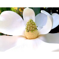 Magnólia veľkokvetá - Magnolia grandiflora ´Little Gem´ Co18L  1/2 kmeň