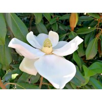 Magnólia veľkokvetá - Magnolia grandiflora ´Little Gem´ Co18L  1/2 kmeň