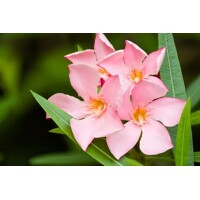 Oleander obyčajný  - Nerium oleander Salmon Co18L 100/125