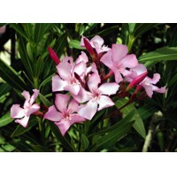 Oleander obyčajný  - Nerium oleander Salmon Co18L 100/125