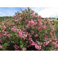 Oleander obyčajný  - Nerium oleander Salmon Co18L 100/125