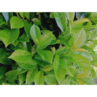 Vavrínovec lekársky Novita - Prunus laurocerasus ´Novita´ Co3L 40/50 (ITA)