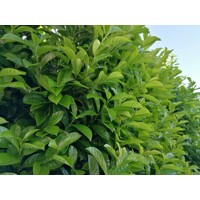 Vavrínovec lekársky Novita - Prunus laurocerasus ´Novita´ Co3L 40/50 (ITA)