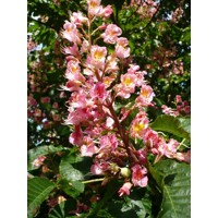 Aesculus Carnea  - Pagaštan pleťový Co40L  12-14  - vysokokmeň