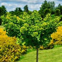 Ginko dvojlaločné - Ginko biloba ´Marieke´ 1/2 kmeň