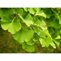 Ginko dvojlaločné - Ginko biloba ´Marieke´ 1/2 kmeň