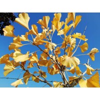 Ginko dvojlaločné - Ginko biloba ´Marieke´ 1/2 kmeň