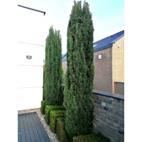 Tis obyčajný - Taxus baccata 'Fastigiata Robusta'  Co2L 20/30
