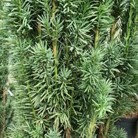 Tis obyčajný - Taxus baccata 'Fastigiata Robusta'  Co2L 20/30