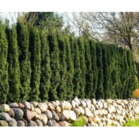 Tis obyčajný - Taxus baccata 'Fastigiata Robusta'  Co2L 20/30