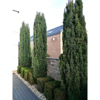 Tis obyčajný - Taxus baccata 'Fastigiata Robusta'  Co2L 20/30