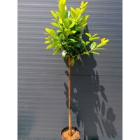 Vavrínovec lekársky - Prunus laurocerasus ´Ani´ Co7,5L KM80