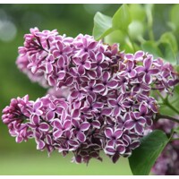 Orgován obyčajný - Syringa vulgaris  ´Sensation´  Co2,5L  20/30