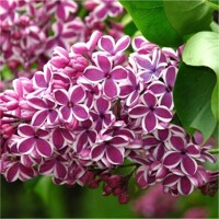 Orgován obyčajný - Syringa vulgaris  ´Sensation´  Co2,5L  20/30