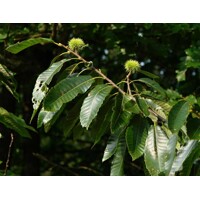 Gaštan jedlý - Castanea sativa Co35L 10/12 250/300