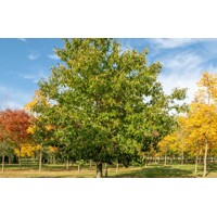 Gaštan jedlý - Castanea sativa Co35L 10/12 250/300