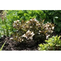 Vajgela kvetnatá  - Weigela florida 'Black and White' Co1,5L  15/30