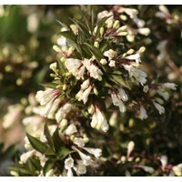 Vajgela kvetnatá  - Weigela florida 'Black and White' Co1,5L  15/30
