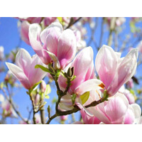 Magnolia soulangeana 30/40 Co2,5L