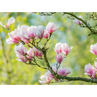 Magnolia soulangeana 30/40 Co2,5L