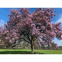 Magnolia soulangeana 30/40 Co2,5L