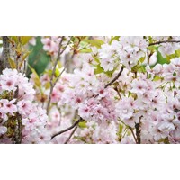 Čerešňa pilovitá - Prunus serrulata 'Amanogawa' Co7,5L 100/125