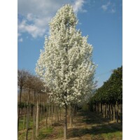 Pyrus calleryana ´Chanticleer´ Co12-15L  6/8